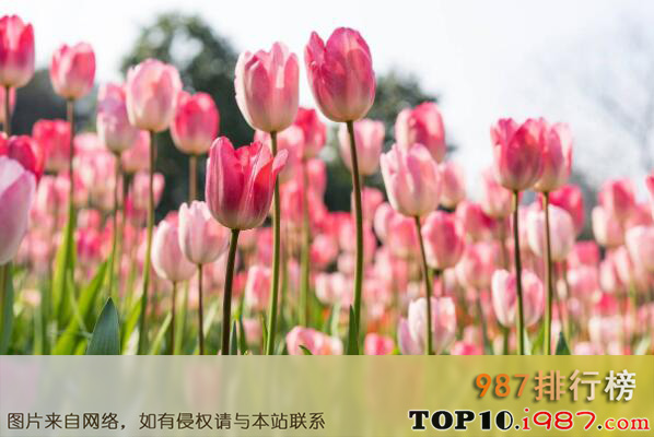 最受欢迎的十大球根植物之郁金香