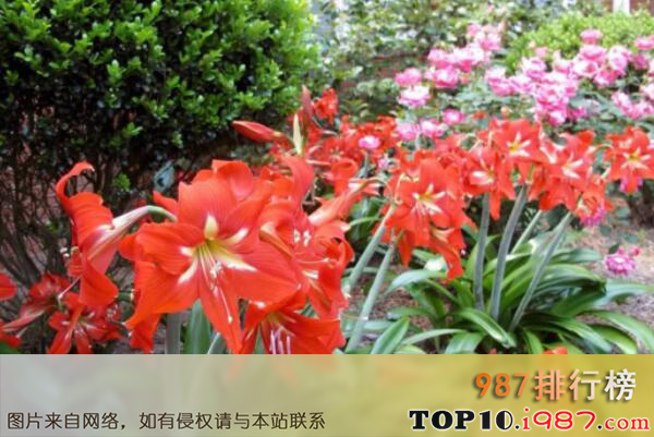 十大最受欢迎的球根植物之朱顶红