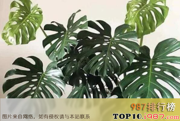 十大最适合家里养的植物之龟背竹