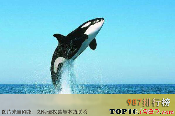 十大世界最厉害的食肉动物之虎鲸