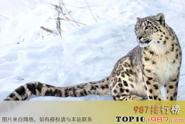 世界最厉害的十大食肉动物之雪豹