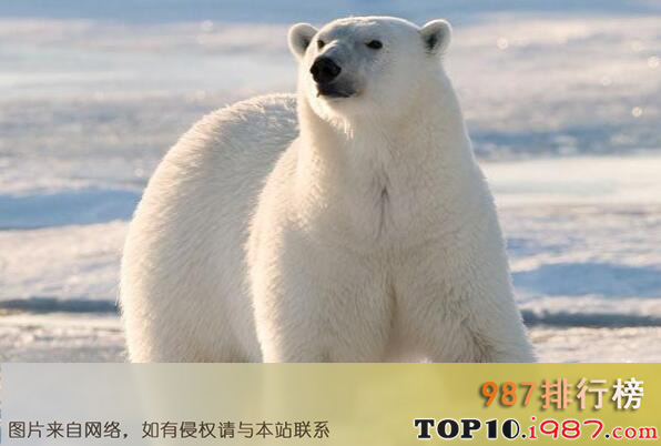 世界最厉害的十大食肉动物之北极熊