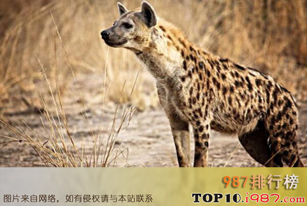 十大世界最厉害的食肉动物之斑鬣狗