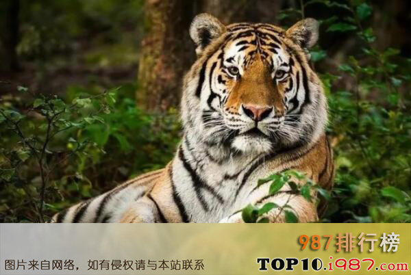 十大世界最厉害的食肉动物之西伯利亚虎
