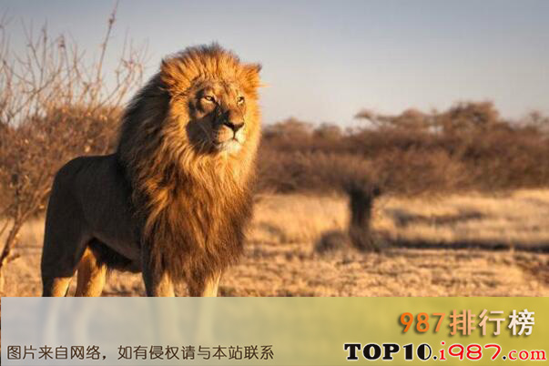 世界最厉害的十大食肉动物之非洲狮