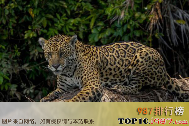 十大世界最厉害的食肉动物之美洲豹