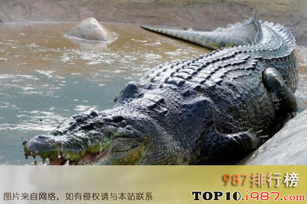 世界最厉害的十大食肉动物之湾鳄