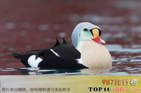 十大最耐寒的动物之王绒鸭