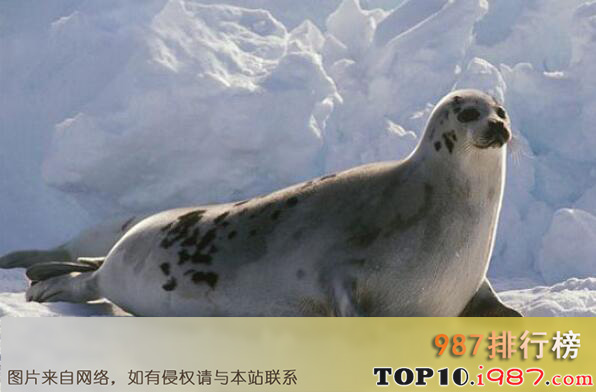 十大最耐寒的动物之海豹