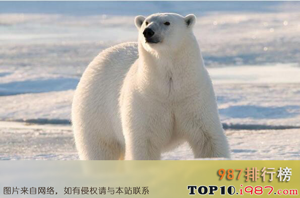 最耐寒的十大动物排名之北极熊