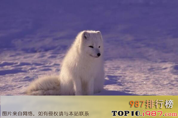十大最耐寒的动物之北极狐