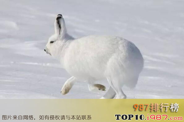 十大最耐寒的动物之北极兔