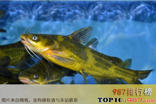 十大最好吃的淡水鱼之黄骨鱼