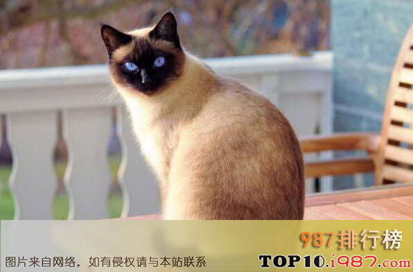 十大世界上最聪明的猫咪之暹罗猫
