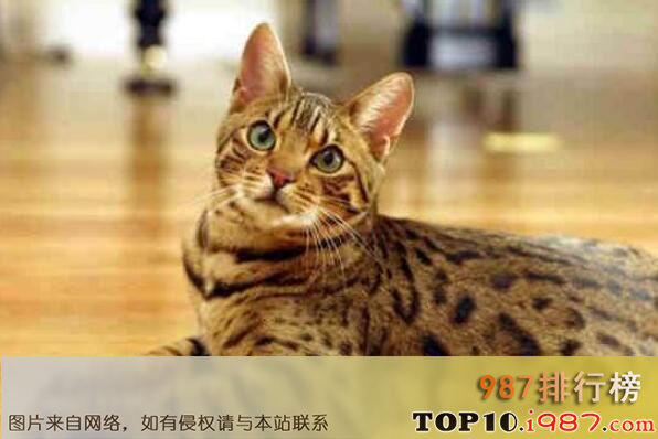 十大世界上最聪明的猫咪之孟加拉豹猫