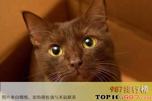 十大世界上最聪明的猫咪之哈瓦那棕猫