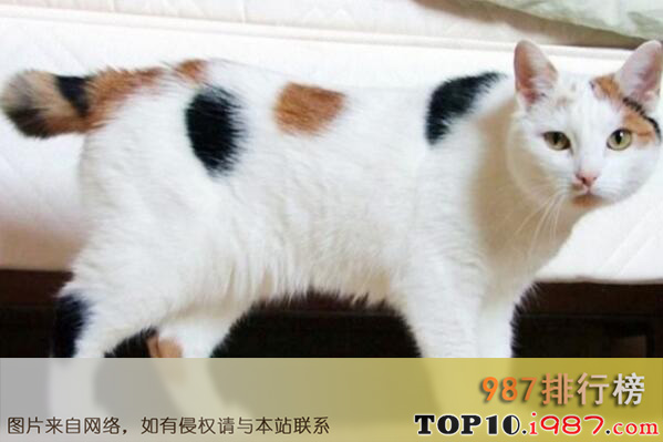 十大世界上最聪明的猫咪之爪哇猫