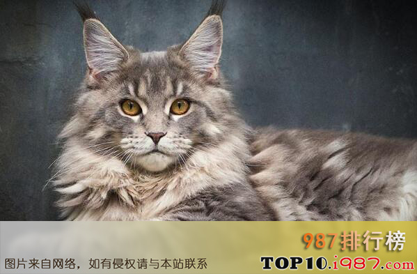 十大世界上最聪明的猫咪之缅甸猫