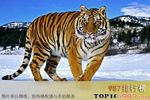 十大没有天敌的动物之西伯利亚虎