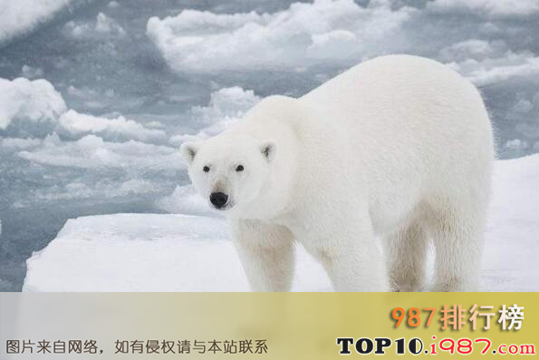 十大没有天敌的动物之北极熊