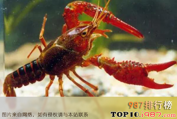 十大最好吃的常见虾品种之小龙虾