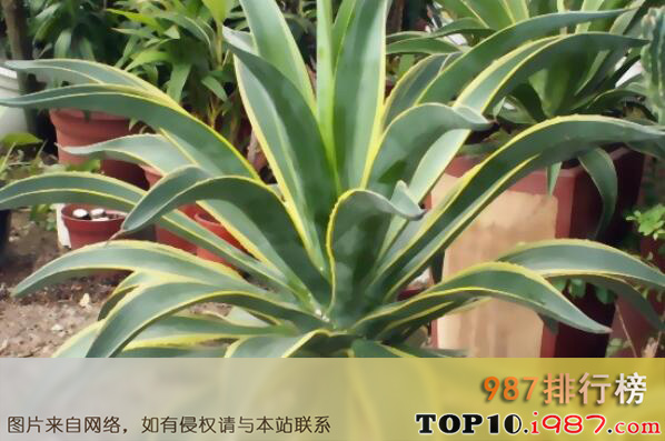 十大最耐旱的室内植物之龙舌兰