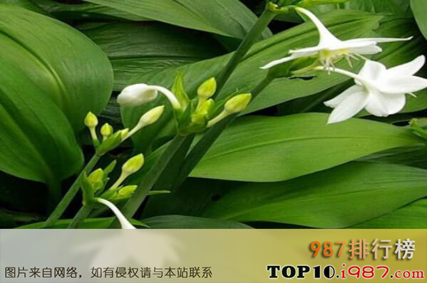 十大最耐旱的室内植物之一叶兰