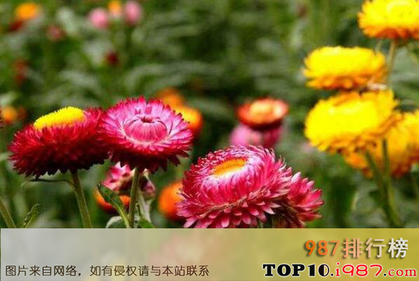 最耐寒的十大漂亮植物之菊花