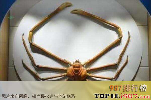 十大世界体型最大的螃蟹品种之巨鳌蟹