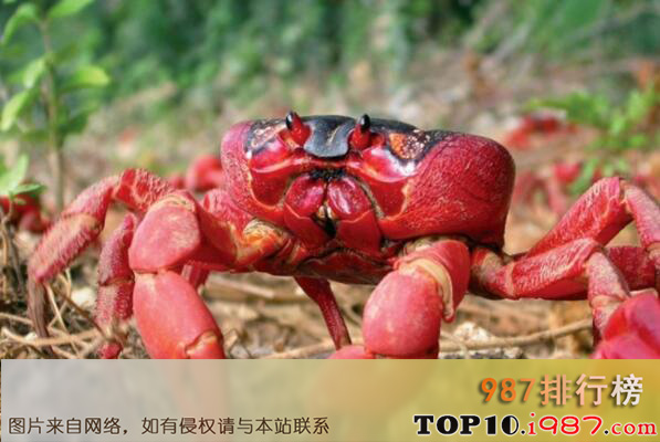 十大世界体型最大的螃蟹品种之圣诞岛红蟹