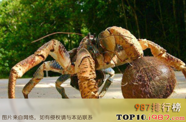 十大世界体型最大的螃蟹品种之椰子蟹
