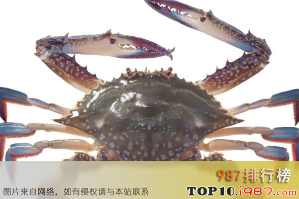 十大世界体型最大的螃蟹品种之三疣梭子蟹