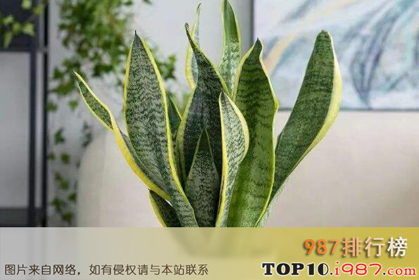 十大容易养活的室内植物之虎尾兰