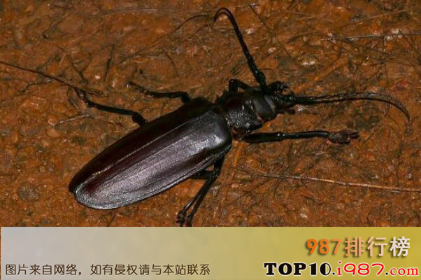十大体型最大的昆虫之泰坦甲虫