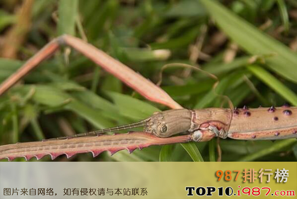 体型最大的十大昆虫之竹节虫