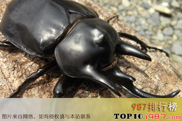 十大体型最大的昆虫之亚克提恩大兜虫