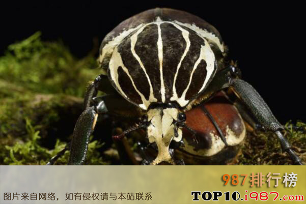 十大体型最大的昆虫之巨大花潜金龟