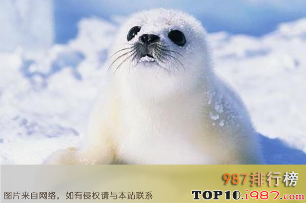 十大世界上最可爱的海洋生物之竖琴海豹