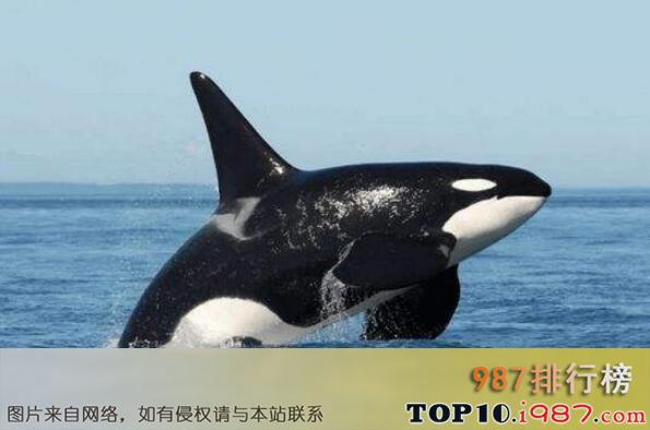 十大世界上最可爱的海洋生物之虎鲸