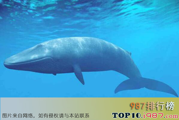 十大巨型海洋生物之蓝鲸