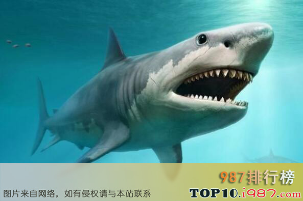 十大巨型海洋生物之巨齿鲨