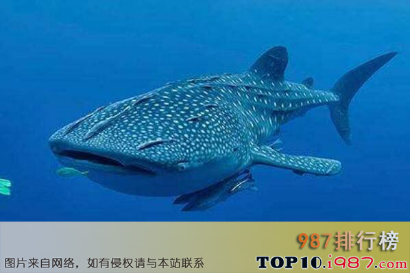 十大巨型海洋生物之鲸鲨