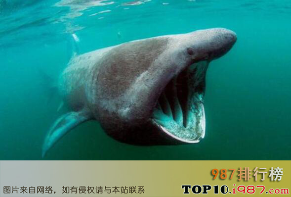 十大巨型海洋生物之姥鲨