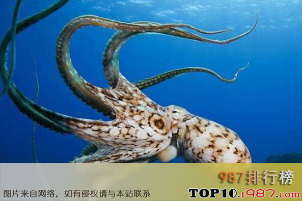 十大巨型海洋生物之太平洋巨型章鱼