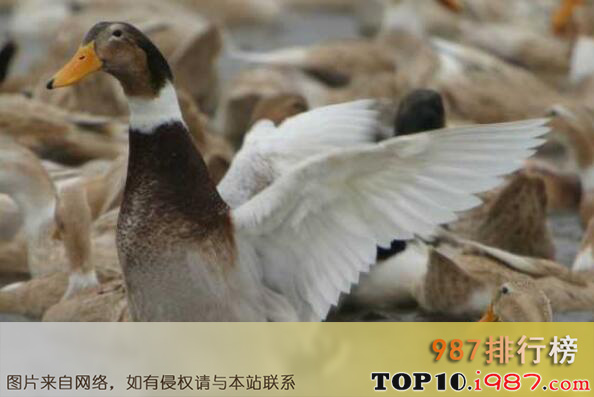 十大湖南最有名的特产之临武鸭