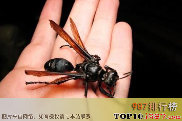 十大世界最可怕的昆虫之沙漠蛛蜂