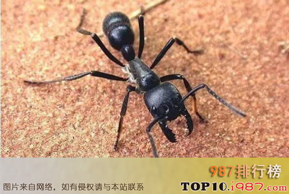 十大世界最可怕的昆虫之子弹蚁