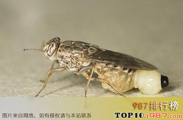 十大世界最可怕的昆虫之舌蝇
