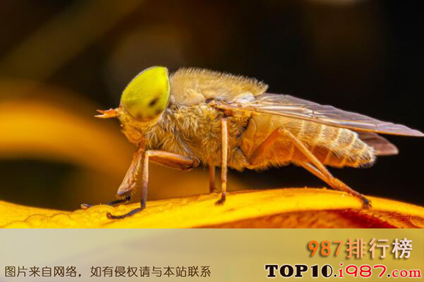 十大世界最可怕的昆虫之马蝇