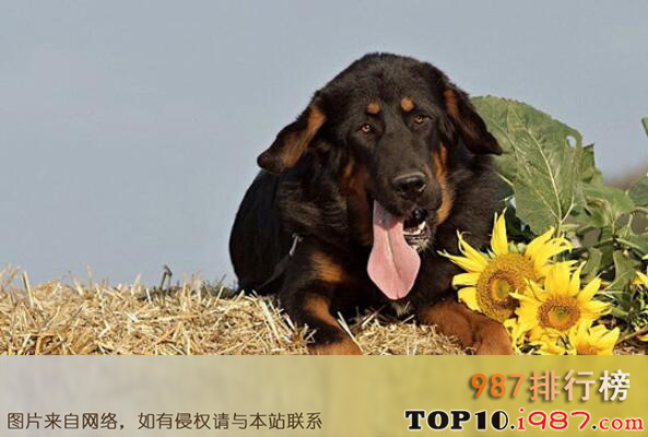 中国十大城市禁养犬之藏獒